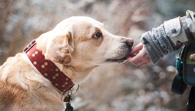 Pets as Boyfriend Gift